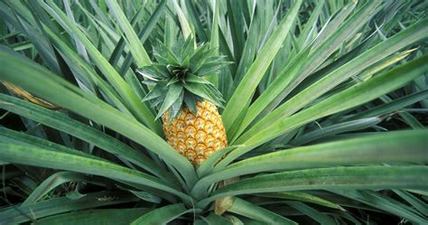 Here S How To Grow A Pineapple At Home In 5 Simple Steps