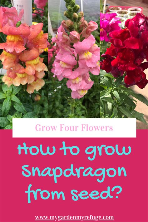 Snapdragon Is One Of The Most Beautiful Flowers To Enjoy In The Cool