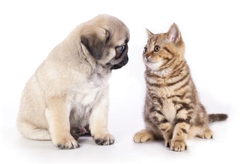 Introducing a new puppy to your home can be challenging under the best of circumstances. A New Puppy or Kitten for your Family | Jetpets AU Pet ...