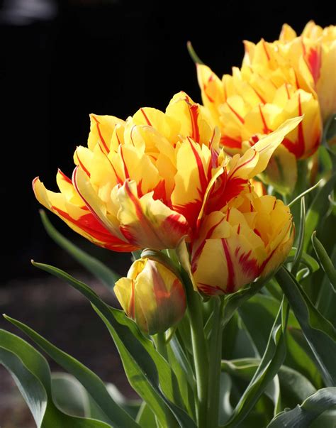 Tulip Monsella Tulips Garden Longfield Gardens Spring Garden