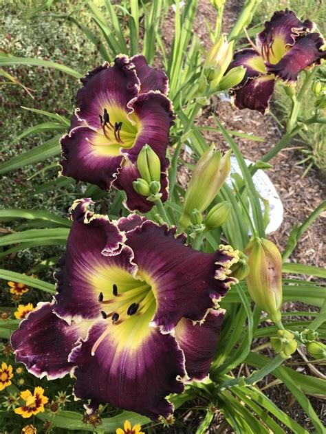 Photo Of The Bloom Of Daylily Hemerocallis Soli Deo Gloria Posted