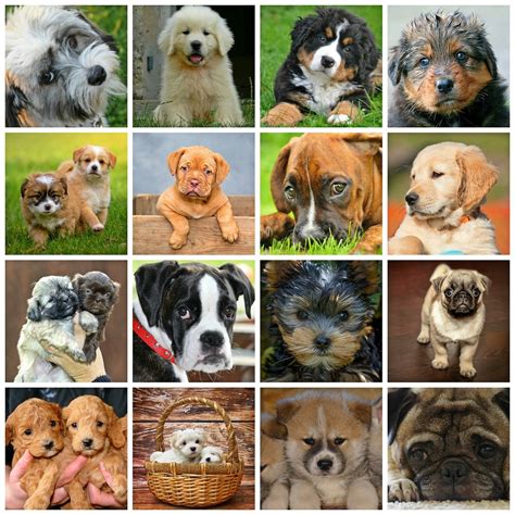 Collage Hunde Tiere Kostenloses Bild Auf Pixabay