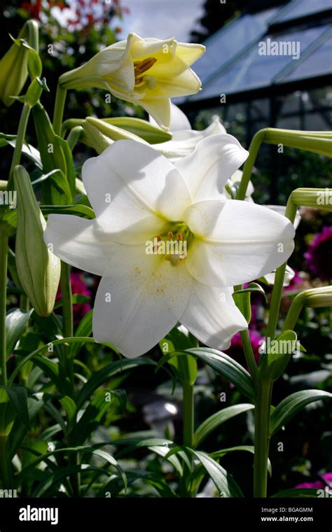 Lilium White Heaven Lily Stock Photo Alamy