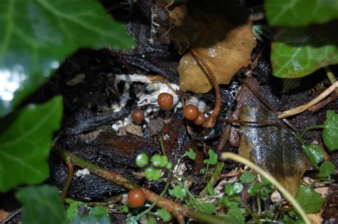 Psilocybe Azurescens Germany Mushroom Hunting And Identification