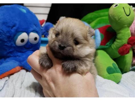Discover more about our pomeranian puppies for sale near charlotte, nc. AKC Pomeranian puppies to be rehomed in Charlotte, North ...