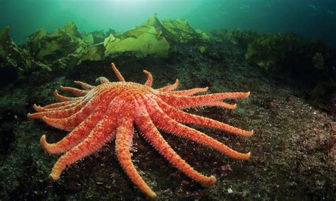At Friday Harbor Labs Scientists Give Sea Stars A Chance To Shine Uw