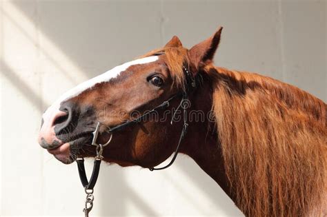 Percheron A Breed Of Draft Horse Against Farm Stock Photo Image Of