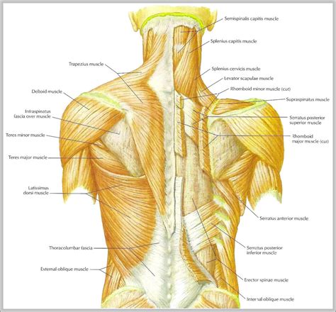 Muscle Chart Back Muscles Of The Shoulder And Back Laminated Anatomy The Best Porn Website
