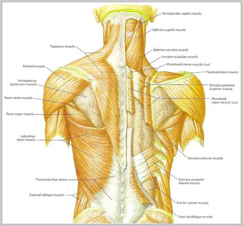 Human Body Unit For Labeling Muscles Of The Shoulders And Back My XXX