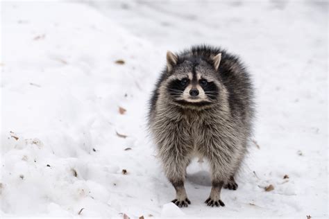 How Do Raccoons Survive Winter