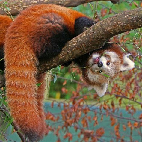 Ginger Panda Nature Animals Animals And Pets Baby Animals Funny