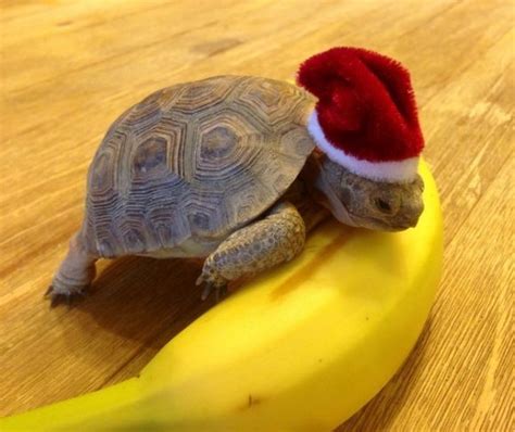 I Love This Turtles Cute Little Hat Cute Tortoise Baby Animals