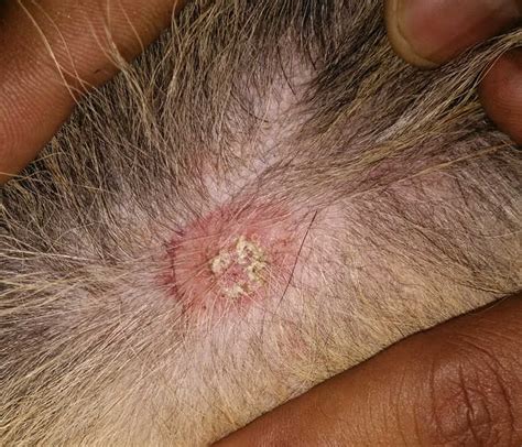 Groin Rash On Dog With Photos Our Vet Shares What To Do