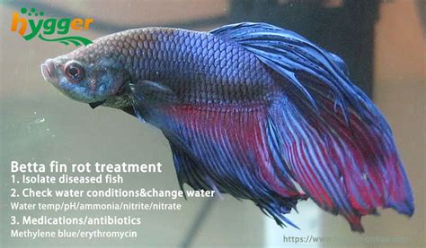 Fish Diseases Fin Rot Betta Treatment Hygger