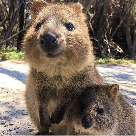 This is a happy quokka | happy meme on me.me. Quokkas | Cute animals, Quokka, Happy animals