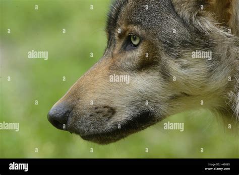 Eastern Wolf Canis Lupus Lycaon Detail Portrait Side View Stock