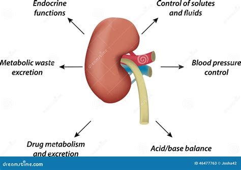 Physiology Of The Kidney Stock Photo Image 46477763