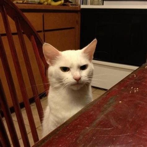Angry Cat At Dinner Table Blank Template Imgflip