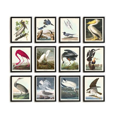 Audubon Bird Print Set Of 6 Vintage Bird Art Prints Bird Etsy