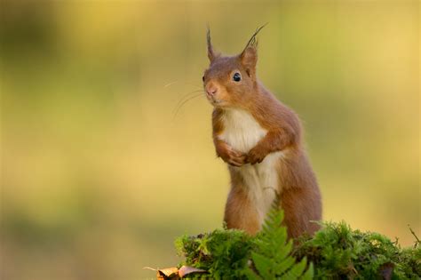 Fond Décran Animaux La Nature écureuil Branche Faune Moustaches