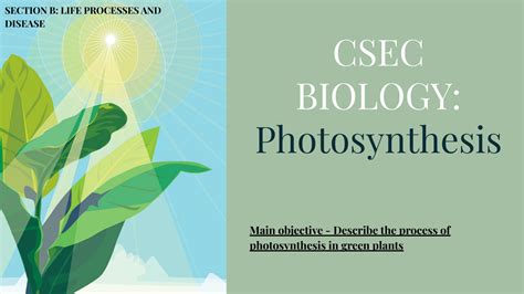 Solution Gcse Biology Notes Photosynthesis Studypool
