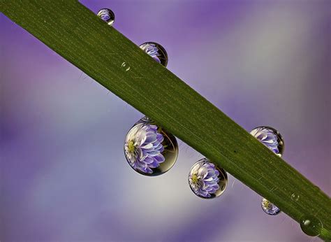 This Is A Frozen Dew Drop Taken This Morning In The Garden Its A