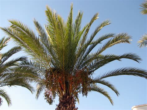 Fileportimao Palm Tree The Algarve Portugal 1469499685