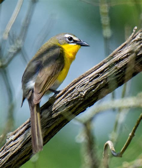 Yellow Breasted Chat Indiana Audubon
