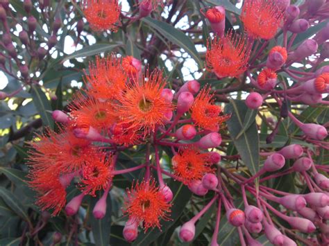 The tree lomatia from australia. Corymbia 'Baby Orange' Flowering Gum | Gardening With Angus