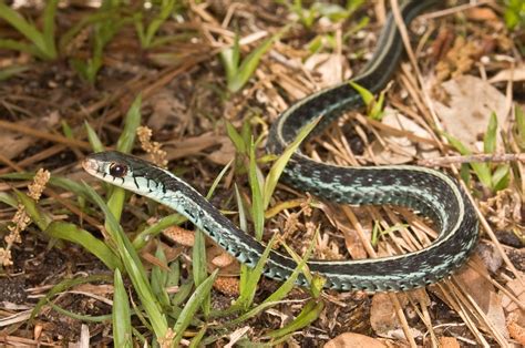 What time of day are garter snakes most active? Identifying Non-Poisonous Snakes? | ThriftyFun