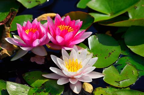Photo Of Pink And White Water Lilies Hd Wallpaper Wallpaper Flare