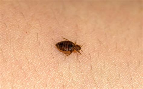 What Attracts Bed Bugs To Your Home And How To Keep Them Out