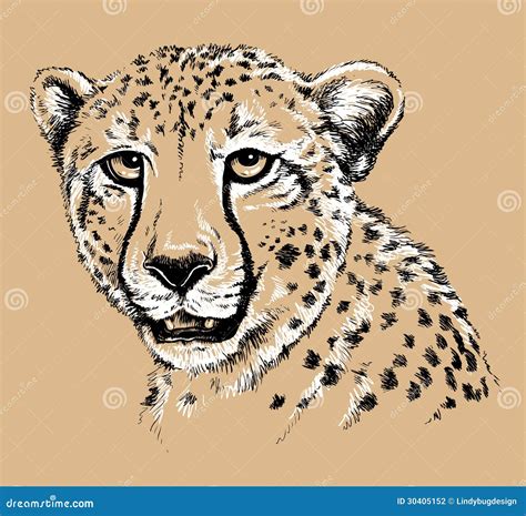 Sketch Of A Cheetah S Face Stock Vector Illustration Of African 30405152