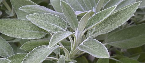 Salvia Officinalis Propiedades Curativas