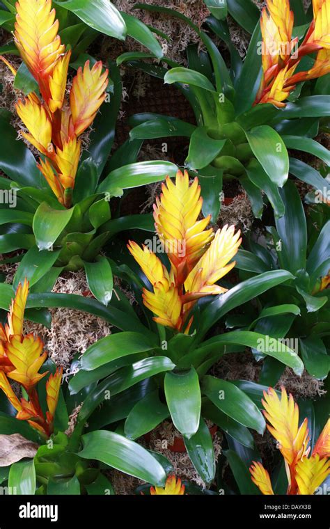 Hybrid Of The Bromeliad Vriesea Carinata Bromeliaceae Stock Photo Alamy