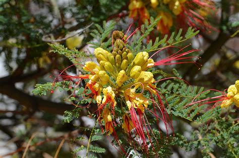 Sometimes placed in genus poinciana. Bird of Paradise Tree | | Nature