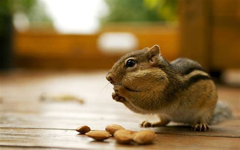 Adorable Chipmunk Eating Almonds Chipmunk Hd Wallpaper Peakpx
