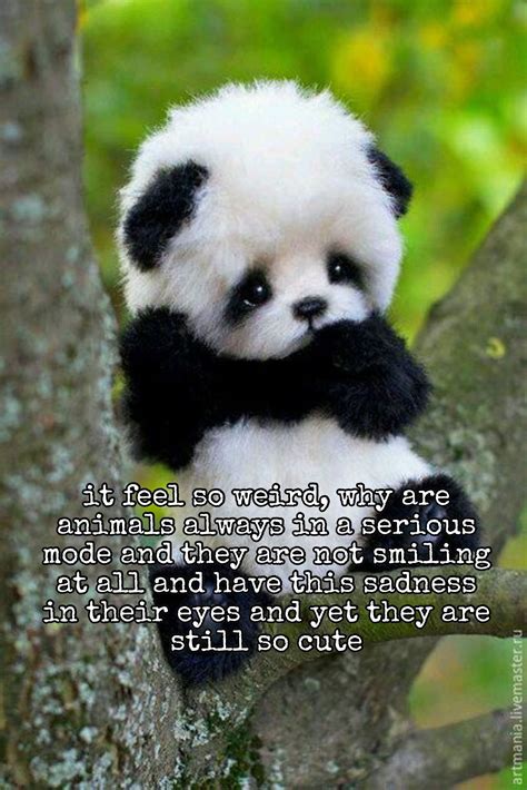 Why Do We Love It Hard Cute Panda Baby Cute Funny Animals Baby