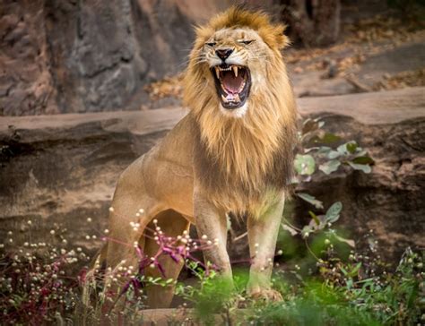Leões Machos Rugindo Em Pé Sobre O Ambiente Natural Do Zoológico