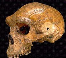 Check spelling or type a new query. 1. Periode Zaman Yang Tidak Diketahui/Zaman Pramanusia ...