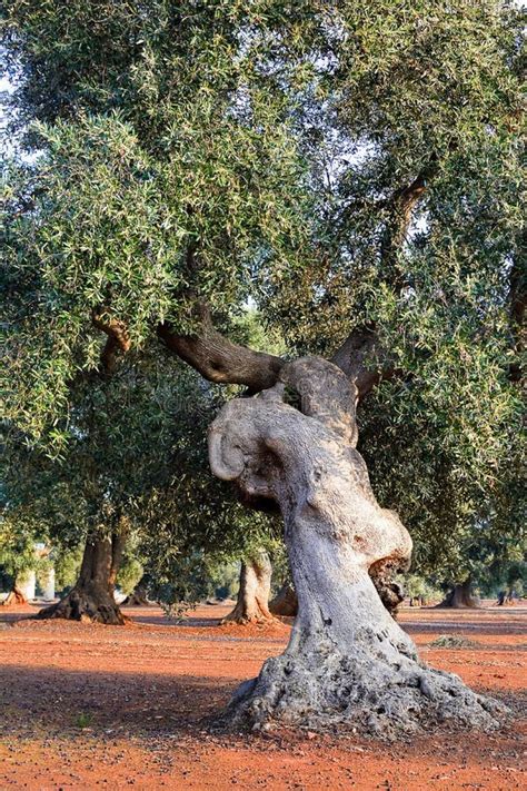 Olive Tree In Apulia Countryside Stock Photo Image Of Seasonal