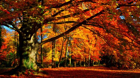 Wallpaper Leaves Fall Trees Forest Bench Nature France
