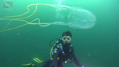 Кубомедуза морская оса Box Jellyfish Sea Wasp At Koh Sak Island