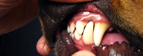 How To Prevent Gum Disease In Your Dog