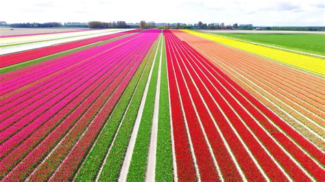 Tulip Fields In The Netherlands When Where