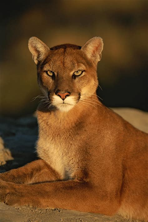 A Portrait Of A Mountain Lion Photograph By Norbert Rosing