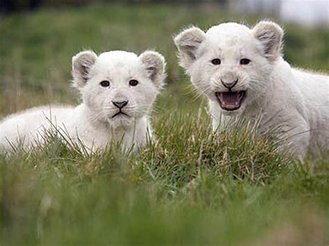 Baby White Lion Pictures 2013 Wallpaper