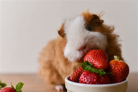 While leafy greens are an essential part of any guinea pig diet, steer clear of iceberg lettuce. What Can Guinea Pigs Eat Grapes/Apples/Bananas ...