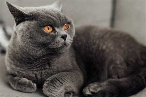 British Shorthair Cat Personality Health Adoption Rescue And Cost
