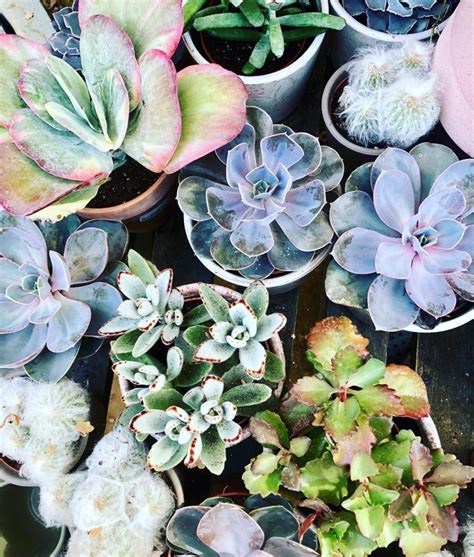 We hope you enjoy our growing collection of hd images to use as a background or home screen for your smartphone or computer. How to Tell If Your Cactus is Dying | Succulent City